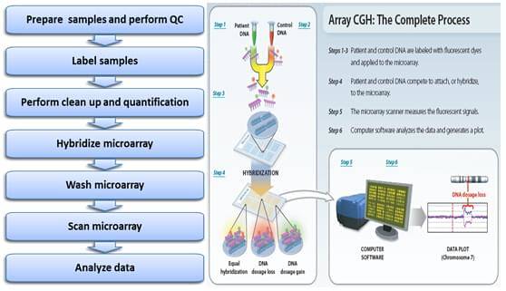 Workflow of CGH Microarray Service